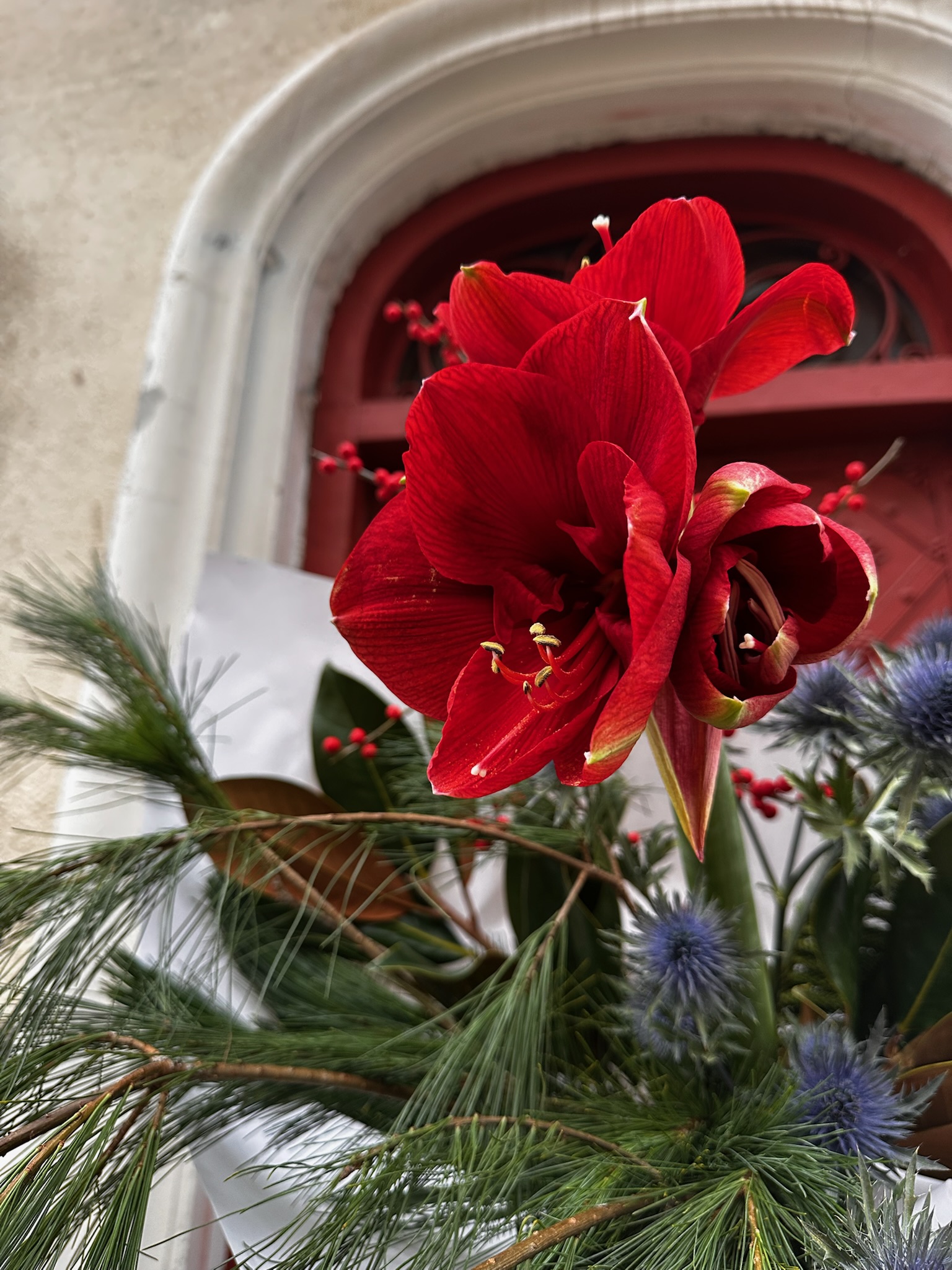 Klasyk z amarylisem - obrazek 4