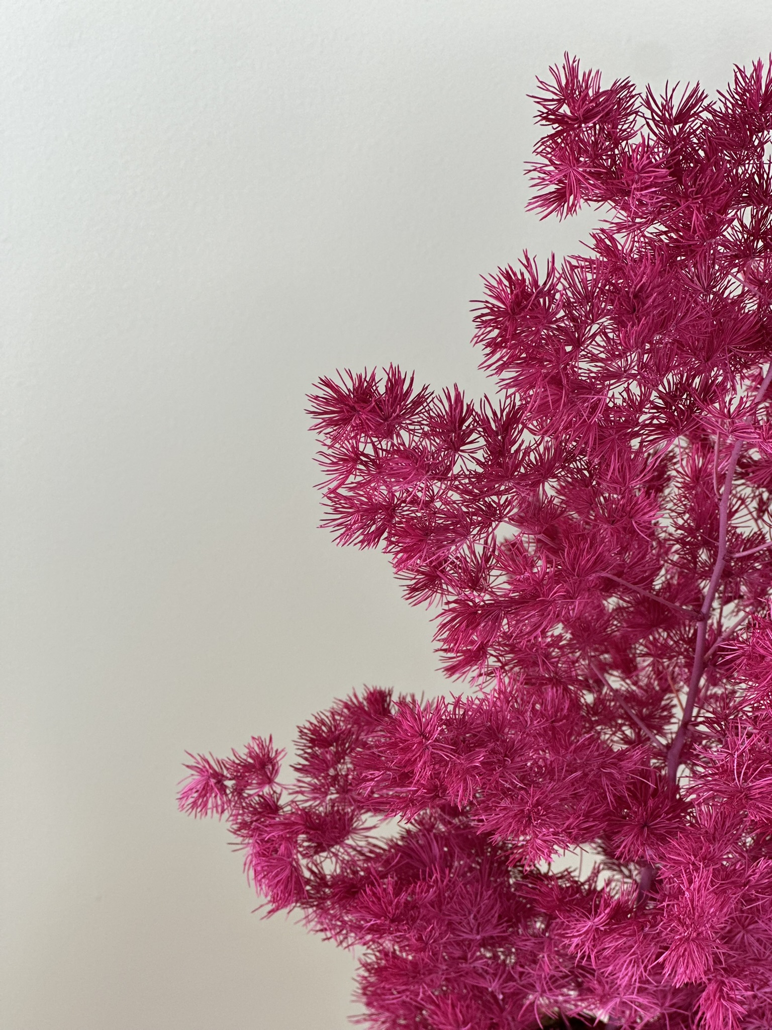 Asparagus burgund - obrazek 3