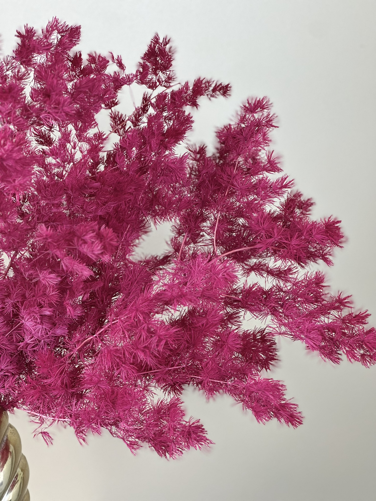 Asparagus burgund - obrazek 2