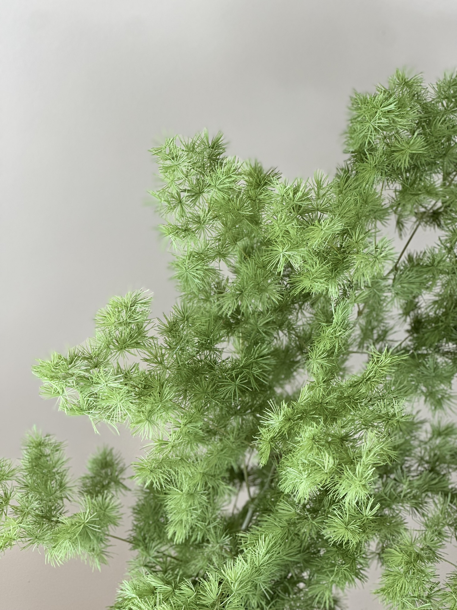 Asparagus zielony - obrazek 2