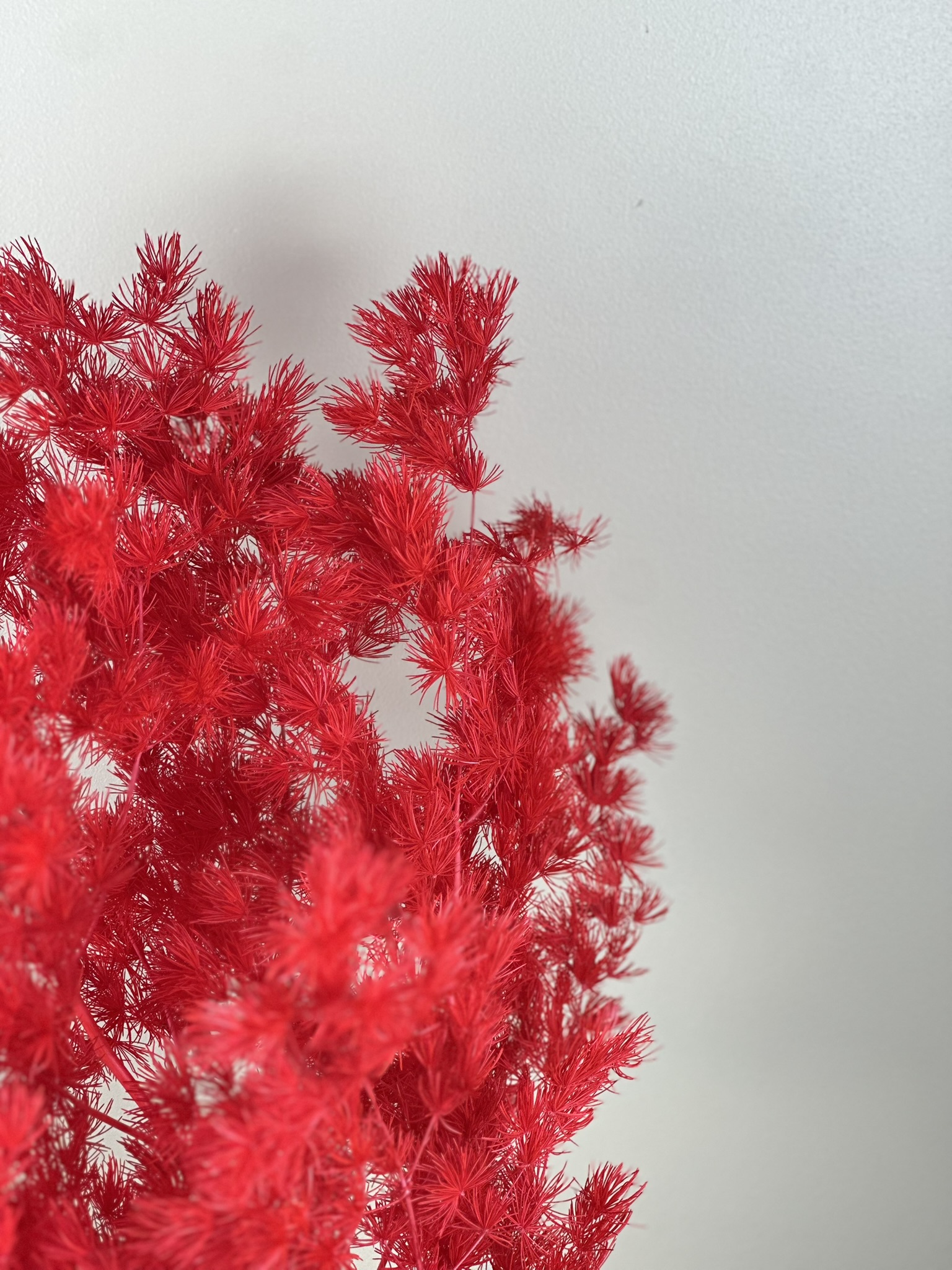 Asparagus czerwony - obrazek 2